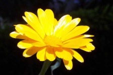 image of flower