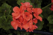 image of geranium #17