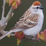 image of bird