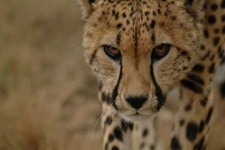 image of cheetah