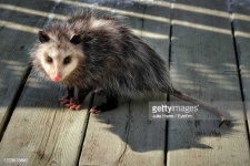 image of possum #36
