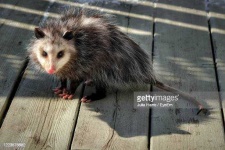 image of animal