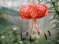image of flower