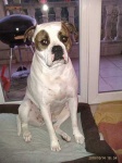 image of animal