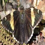 image of banded_butterfly #201