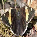 image of animal