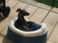 image of italian_greyhound