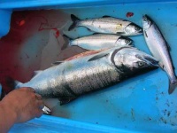 image of coho
