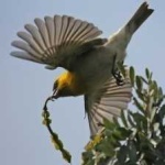 image of bird