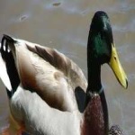 image of bird