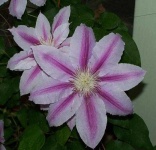 image of flower