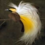 image of bird