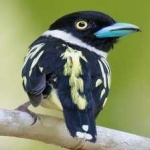 image of bird