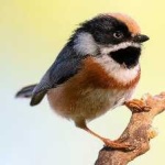 image of bird