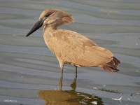 image of animal