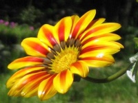 image of flower