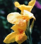 image of flower