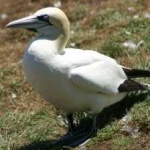 image of bird