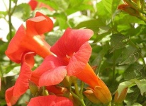 image of flower