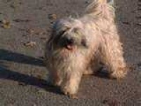 image of tibetan_terrier #20