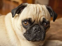 image of animal