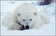 image of ice_bear