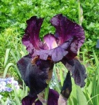 image of flower