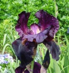 image of bearded_iris #50