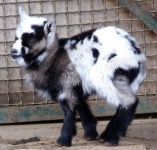 image of animal