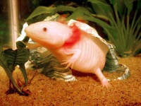 image of axolotl