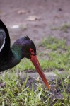 image of white_stork