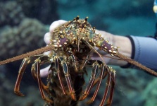 image of spiny_lobster