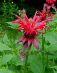 image of flower