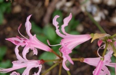 image of flower