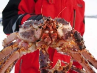 image of king_crab #27