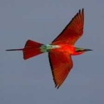 image of bird