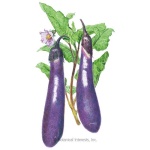 image of eggplant #23