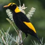 image of bird