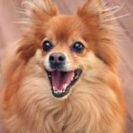 image of pomeranian #32