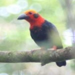 image of bird