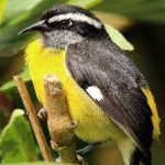 image of bananaquit #25