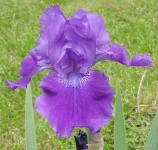 image of bearded_iris #8