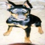 image of doberman #5