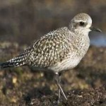 image of bird