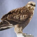 image of bird