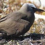 image of bird
