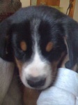 image of greater_swiss_mountain_dog