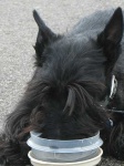 image of scotch_terrier