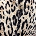 image of animal