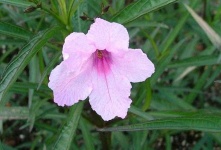 image of mexican_petunia #34